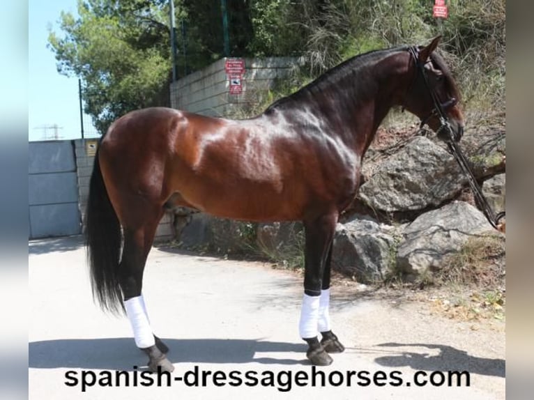 PRE Mix Stallion 8 years 16,2 hh Brown in Barcelona