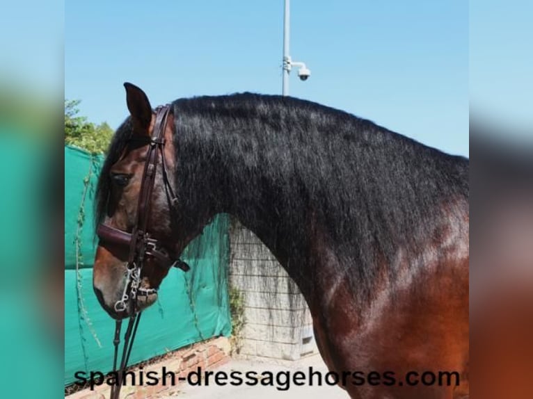 PRE Mix Stallion 8 years 16,2 hh Brown in Barcelona