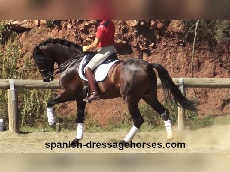 PRE Mix Stallion 8 years 16,2 hh Brown in Barcelona