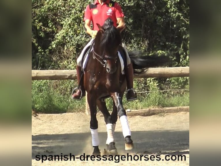 PRE Mix Stallion 8 years 16,2 hh Brown in Barcelona