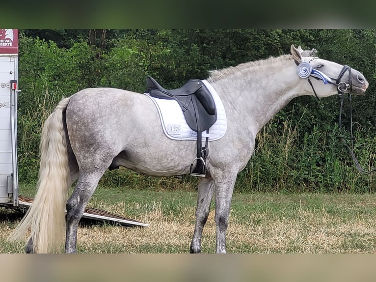 PRE Stallion 8 years 16,2 hh Gray-Dapple in Saarbrücken