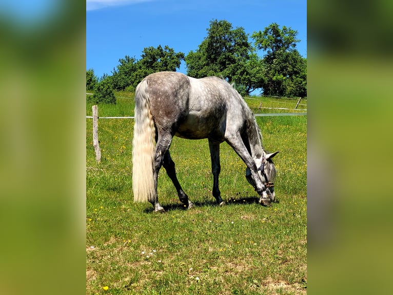 PRE Stallion 8 years 16,2 hh Gray-Dapple in Saarbrücken