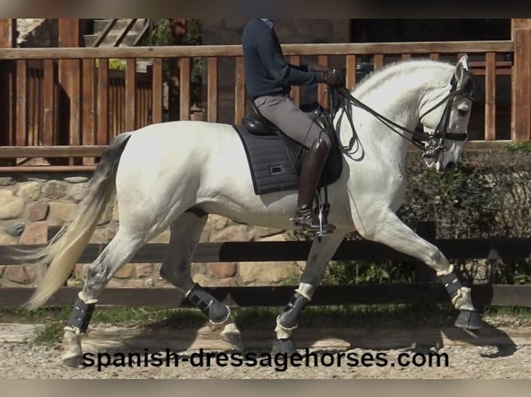 PRE Mix Stallion 8 years 16,2 hh Gray in Barcelona