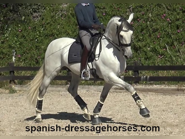 PRE Mix Stallion 8 years 16,2 hh Gray in Barcelona