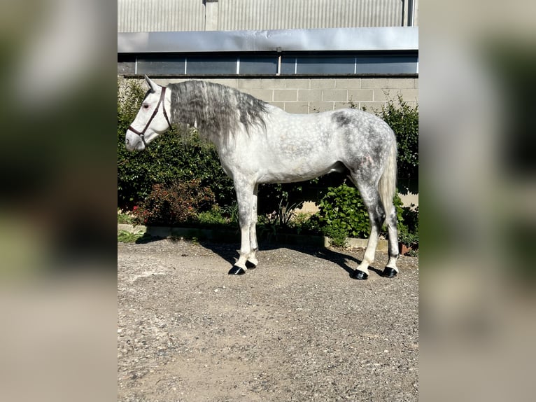 PRE Stallion 8 years 16.2 hh Grey in Rovello porro