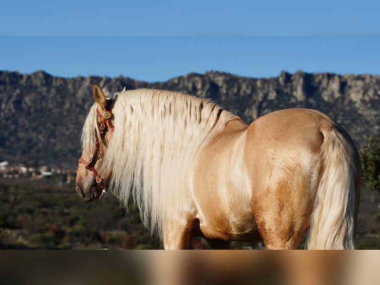 PRE Stallion 8 years 16.2 hh Palomino in IEPER