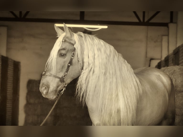 PRE Stallion 8 years 16.2 hh Palomino in IEPER