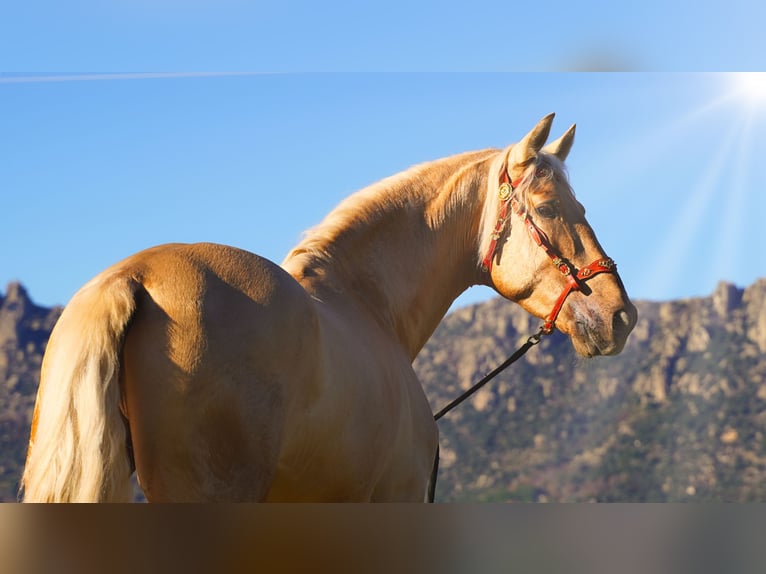 PRE Stallion 8 years 16.2 hh Palomino in IEPER