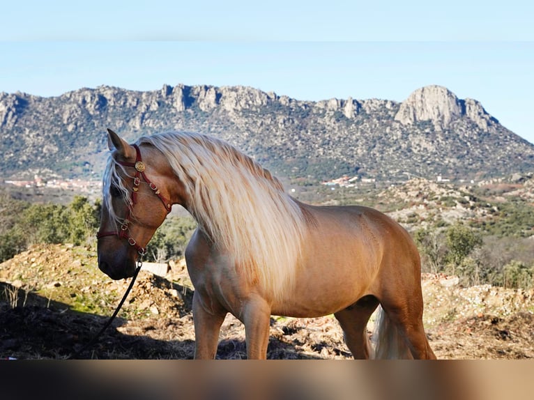 PRE Stallion 8 years 16.2 hh Palomino in IEPER