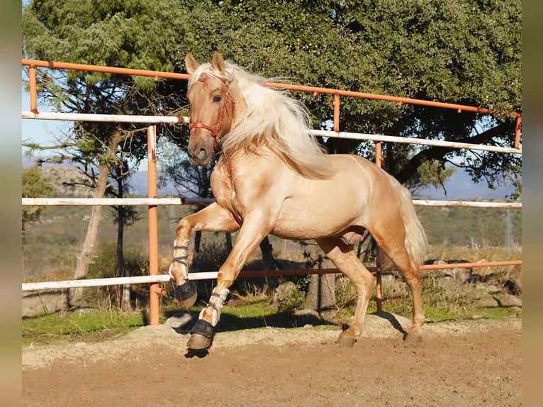 PRE Stallion 8 years 16.2 hh Palomino in IEPER