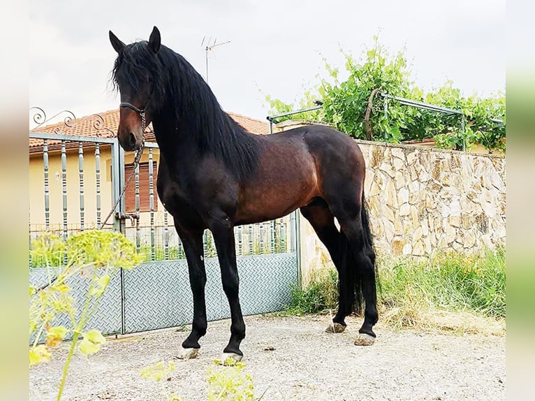 PRE Stallion 8 years 16,2 hh Smoky-Black in Estepona