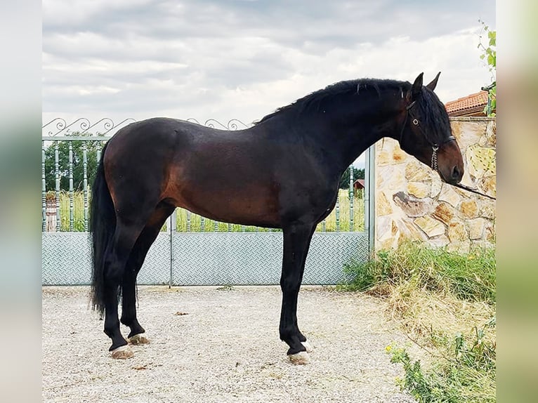 PRE Stallion 8 years 16,2 hh Smoky-Black in Estepona
