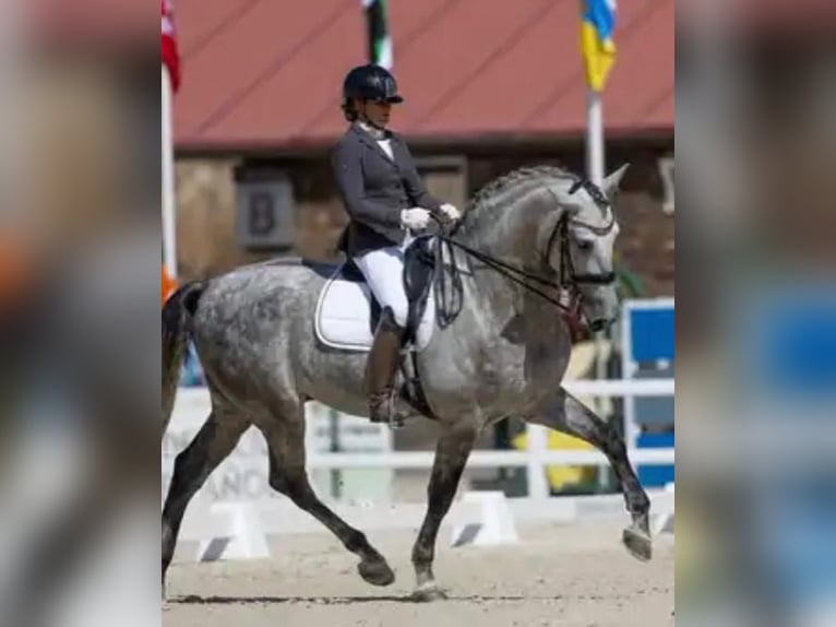 PRE Mix Stallion 8 years 16.3 hh Grey in Sitges