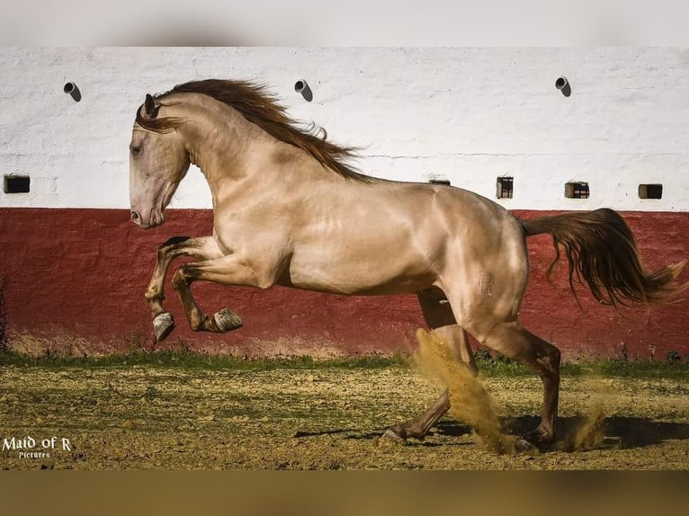 PRE Stallion 8 years 16,3 hh Perlino in La Puebla Del Rio