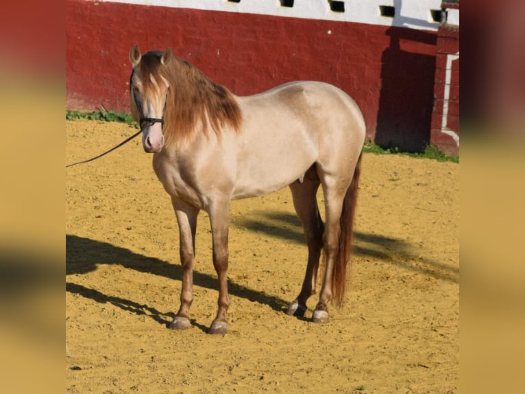 PRE Stallion 8 years 16,3 hh Perlino in La Puebla Del Rio