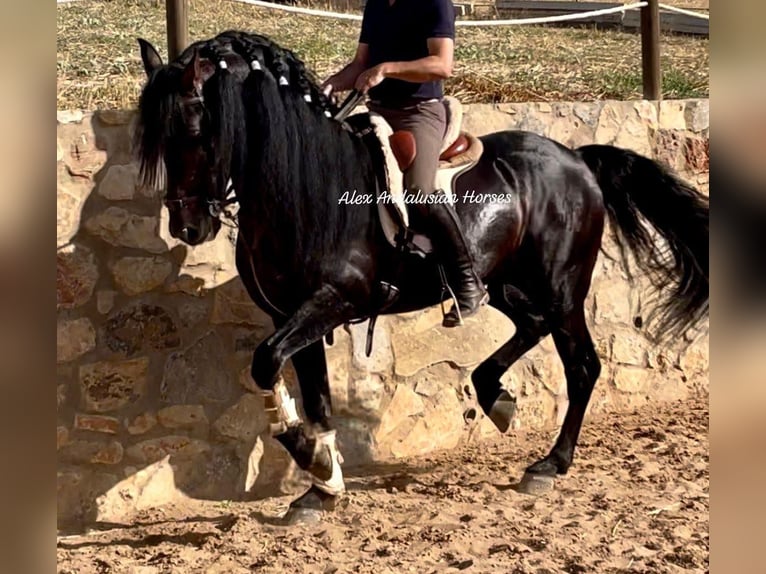 PRE Mix Stallion 8 years 16 hh Bay-Dark in Sevilla