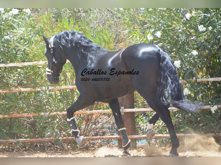 PRE Stallion 8 years 16 hh Black in Vejer de la Frontera