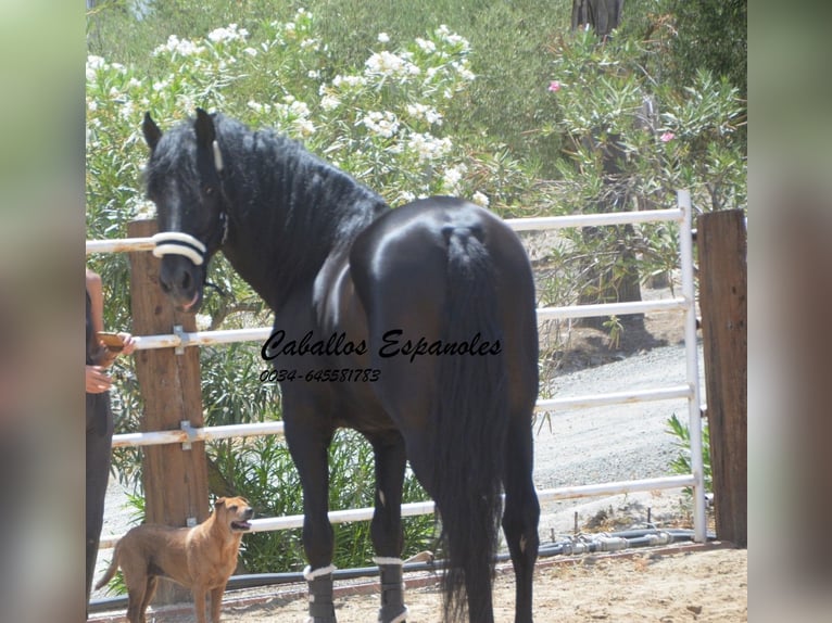 PRE Stallion 8 years 16 hh Black in Vejer de la Frontera