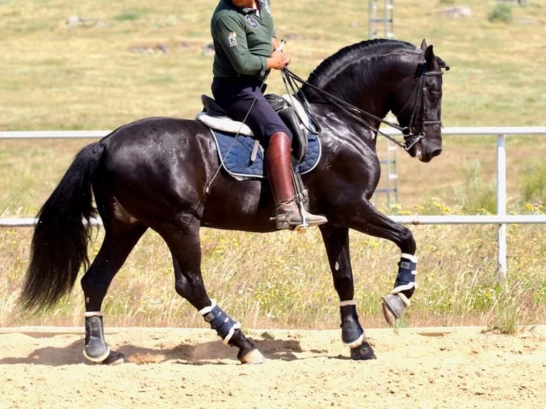 PRE Mix Stallion 8 years 16 hh Black in Navas Del Madroño