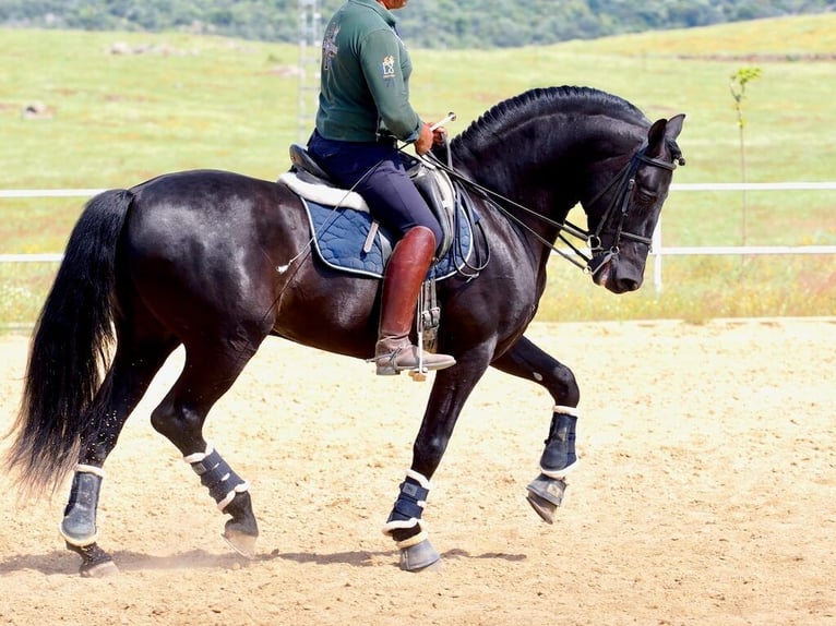 PRE Mix Stallion 8 years 16 hh Black in Navas Del Madroño