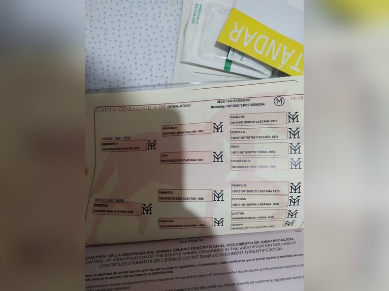 PRE Stallion 8 years 16 hh Black in Cieza