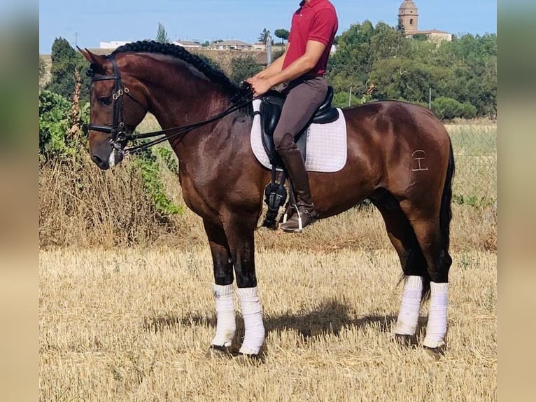 PRE Mix Stallion 8 years 16 hh Brown in Madrid