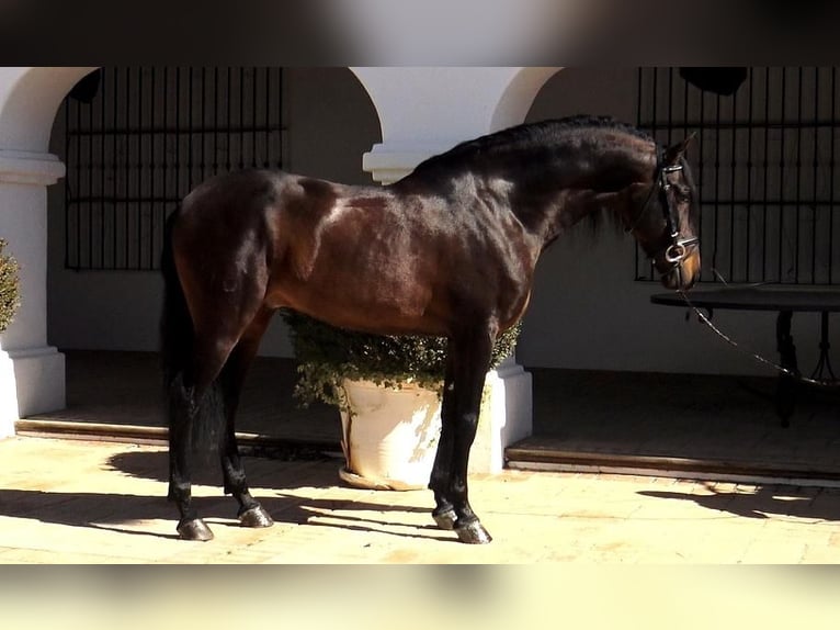 PRE Stallion 8 years 16 hh Brown in Malaga