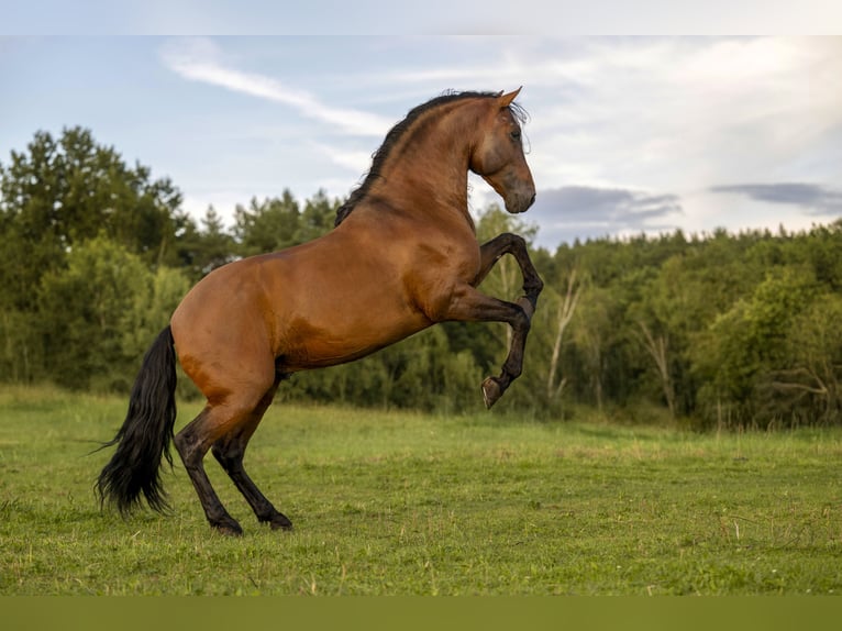 PRE Stallion 8 years 16 hh Brown in Kemnath
