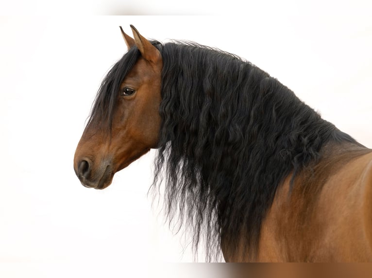 PRE Mix Stallion 8 years 16 hh Brown in Kemnath