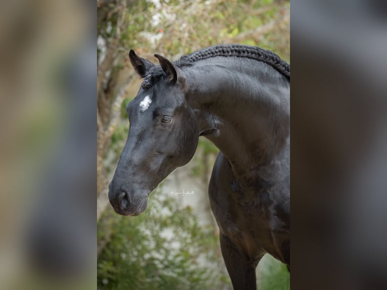 PRE Mix Stallion 8 years 16 hh in Jerez de la Frontera
