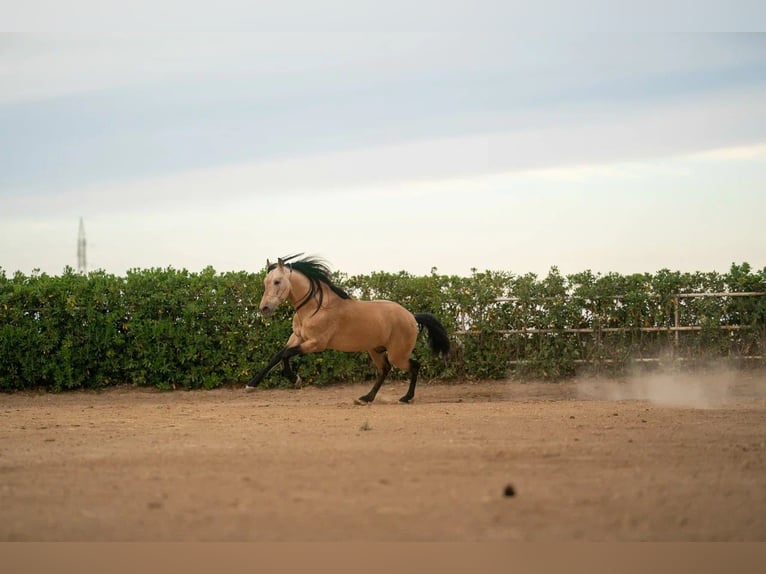PRE Mix Stallion 8 years 16 hh Dun in Valencia