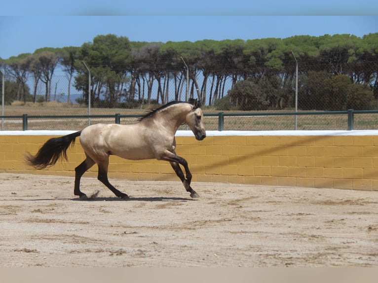 PRE Mix Stallion 8 years 16 hh Dun in Hamburg