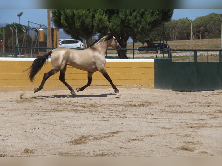 PRE Mix Stallion 8 years 16 hh Dun in Hamburg