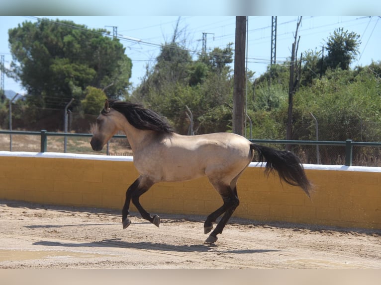 PRE Mix Stallion 8 years 16 hh Dun in Hamburg