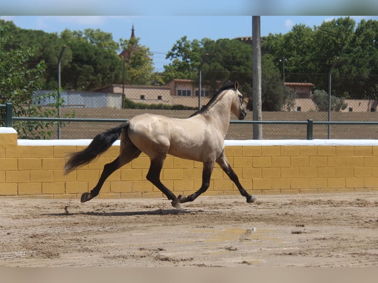 PRE Mix Stallion 8 years 16 hh Dun in Hamburg