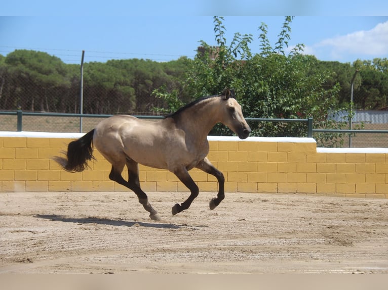 PRE Mix Stallion 8 years 16 hh Dun in Hamburg