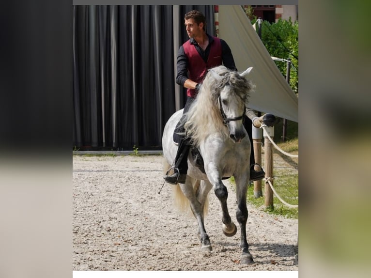 PRE Mix Stallion 8 years 16 hh Gray-Dapple in Ruynes en Margeride