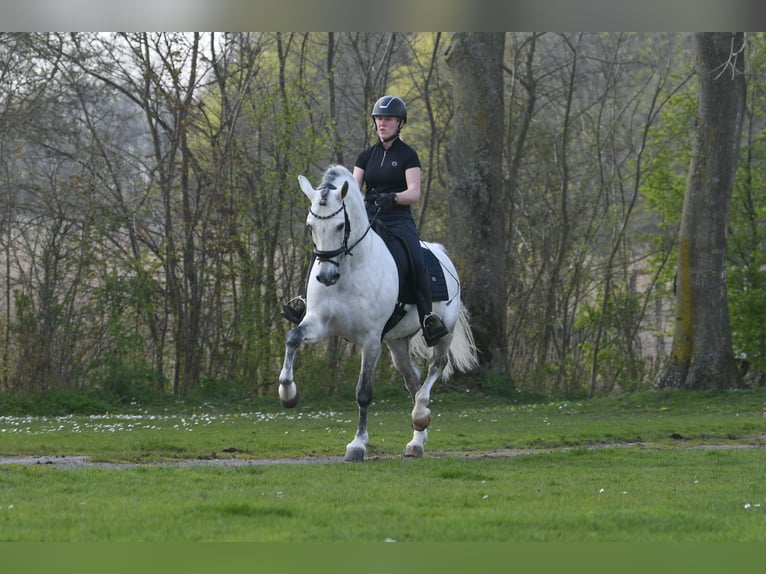 PRE Mix Stallion 8 years 16 hh Gray-Dapple in Mijnsheerenland