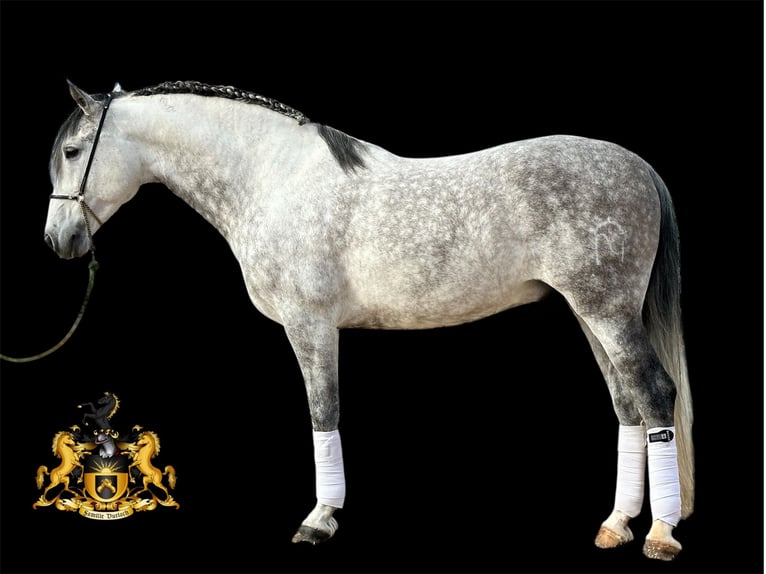 PRE Mix Stallion 8 years 16 hh Gray in Campo Olivar