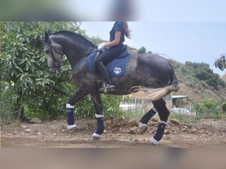 PRE Mix Stallion 8 years 16 hh Gray in NAVAS DEL MADRONO