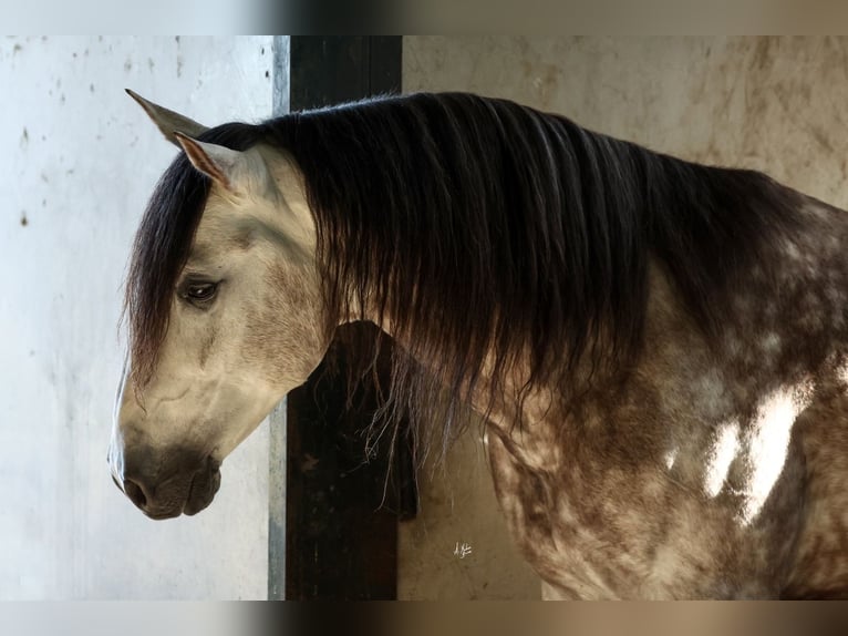 PRE Stallion 8 years 16 hh Grey-Dapple in Armilla