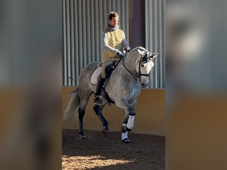 PRE Mix Stallion 8 years 16 hh Grey-Dapple in Martfeld