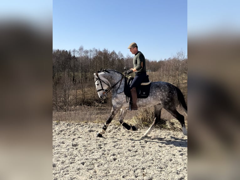 PRE Mix Stallion 8 years 16 hh Grey-Dapple in Zakrzów