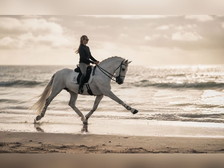 PRE, Stallion, 8 years, 16 hh, Grey