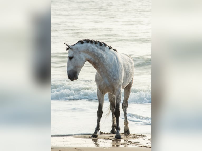 PRE Mix Stallion 8 years 16 hh Grey in Dos Hermanas