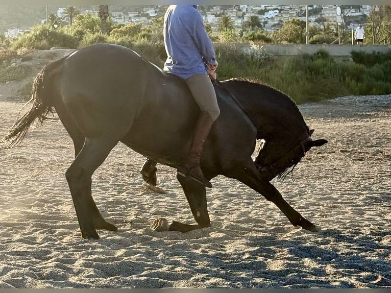 PRE Mix Stallion 8 years 16,1 hh Black in Murcia