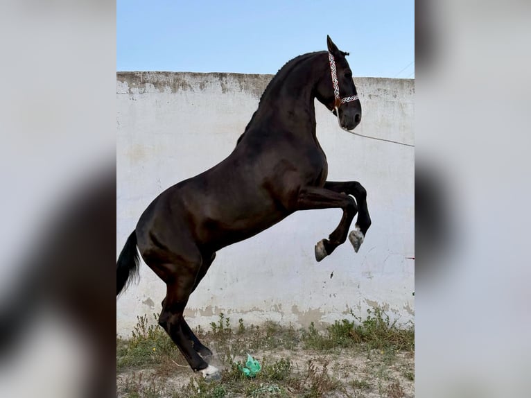 PRE Mix Stallion 8 years 16,1 hh Black in Murcia