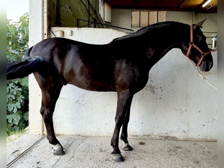 PRE Mix Stallion 8 years 16,1 hh Black in Murcia