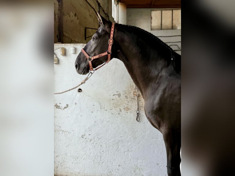 PRE Mix Stallion 8 years 16,1 hh Black in Murcia