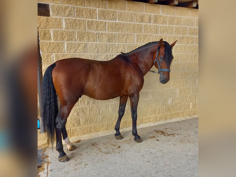 PRE Mix Stallion 8 years 16,1 hh Brown in Vitoria-Gasteiz